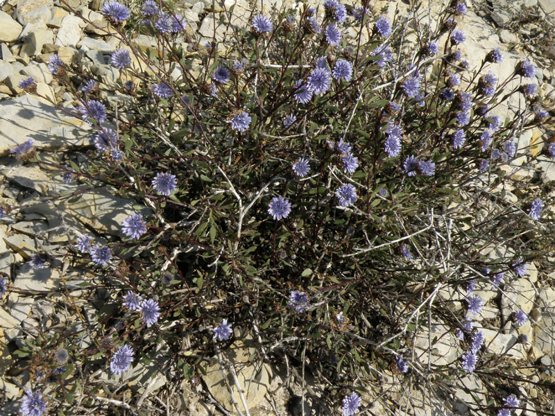 Globularia alypum / Vedovelle cespugliose